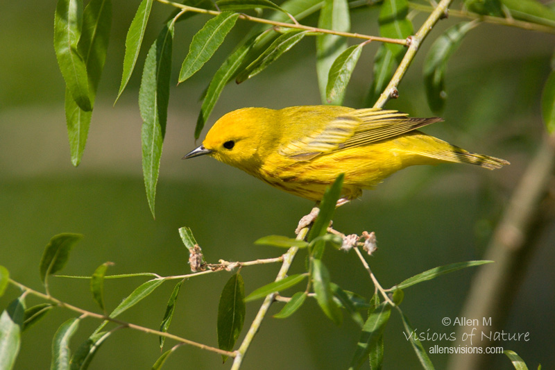 IMAGE: http://www.allensvisions.com/pics/VIS_9135w.jpg