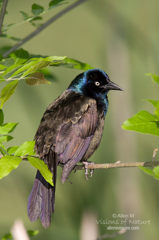 IMAGE: http://www.allensvisions.com/pics/VIS_9168w.jpg