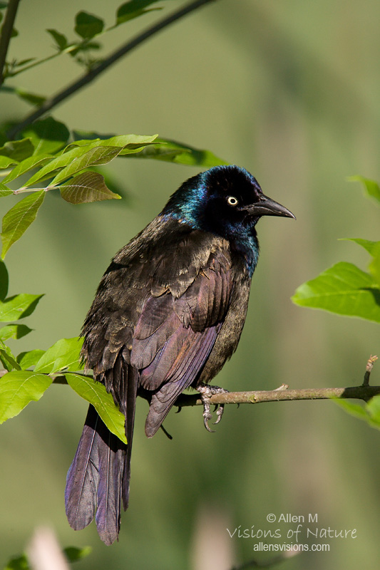 IMAGE: http://www.allensvisions.com/pics/VIS_9169w.jpg