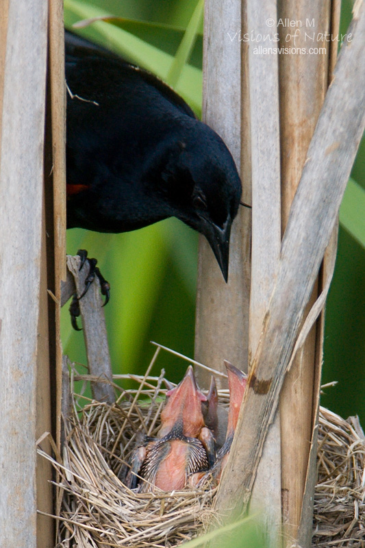 IMAGE: http://www.allensvisions.com/pics/VIS_9499w.jpg