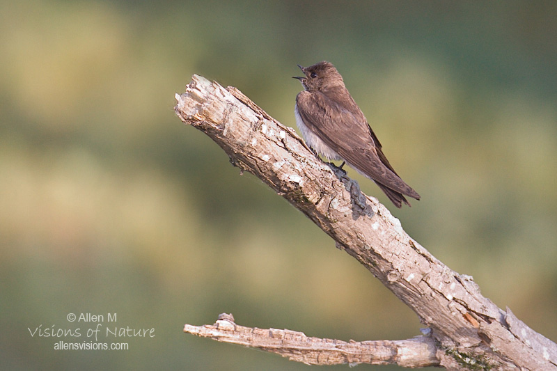 IMAGE: http://www.allensvisions.com/pics/VIS_9540w.jpg