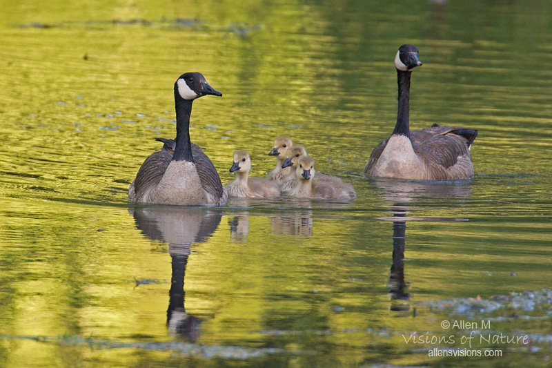 IMAGE: http://www.allensvisions.com/pics/VIS_9581w.jpg