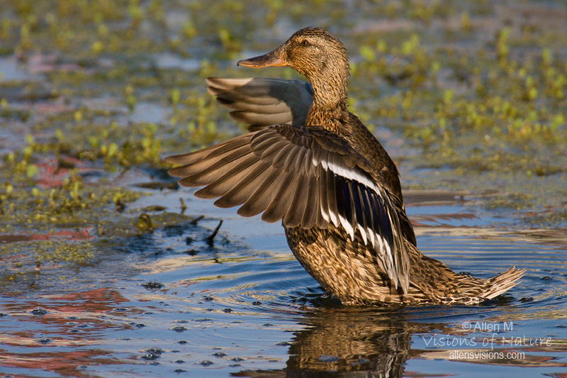 IMAGE: http://www.allensvisions.com/pics/VIS_9667w.jpg