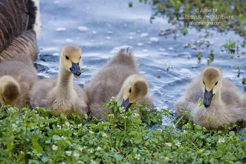 IMAGE: http://www.allensvisions.com/pics/VIS_9771w.jpg