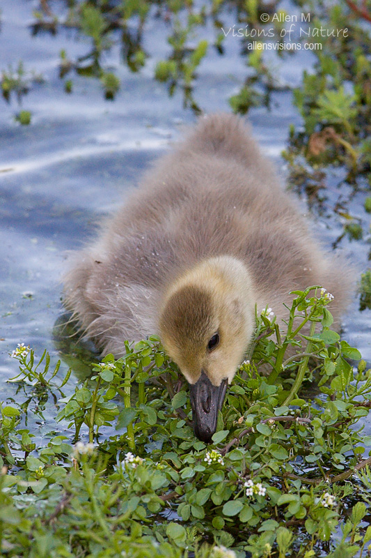 IMAGE: http://www.allensvisions.com/pics/VIS_9785w.jpg