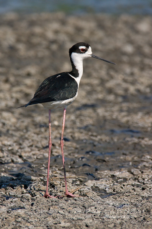 IMAGE: http://www.allensvisions.com/pics/VIS_9888w.jpg