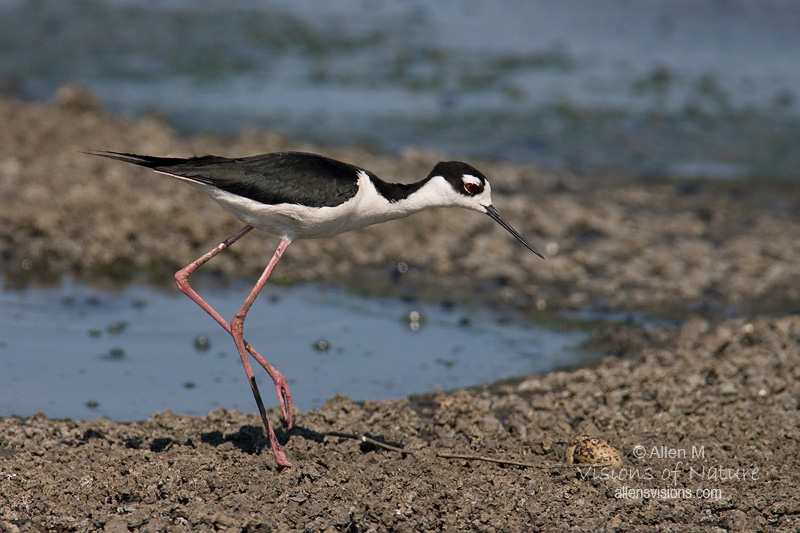 IMAGE: http://www.allensvisions.com/pics/VIS_9927w.jpg